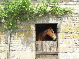 horse (mauvaise herbe) in stable at home